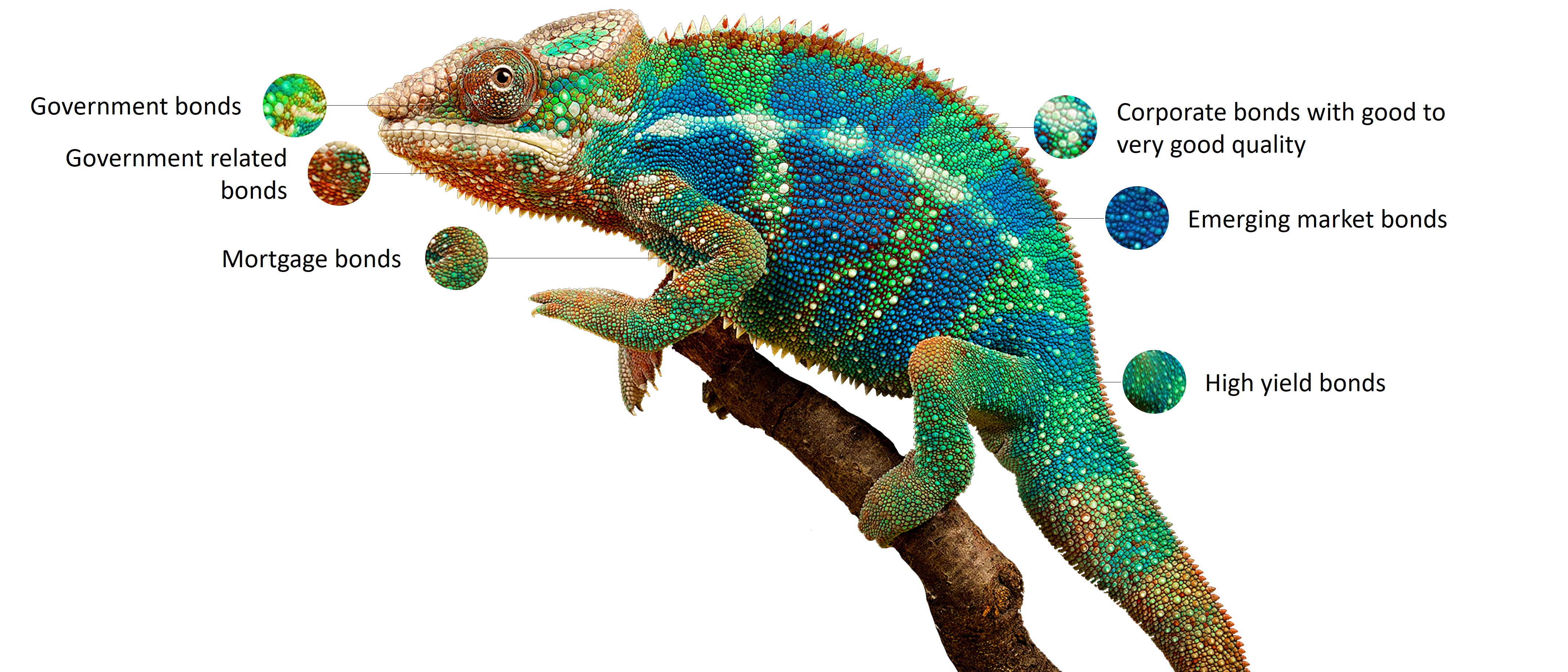 DWS Eurozone Bonds Flexible - Spectrum Chameleon, on which six different coloured areas are marked to represent the six bond classes (government bonds, quasi-government bonds, covered bonds, corporate bonds, emerging market bonds and high-yield bonds).