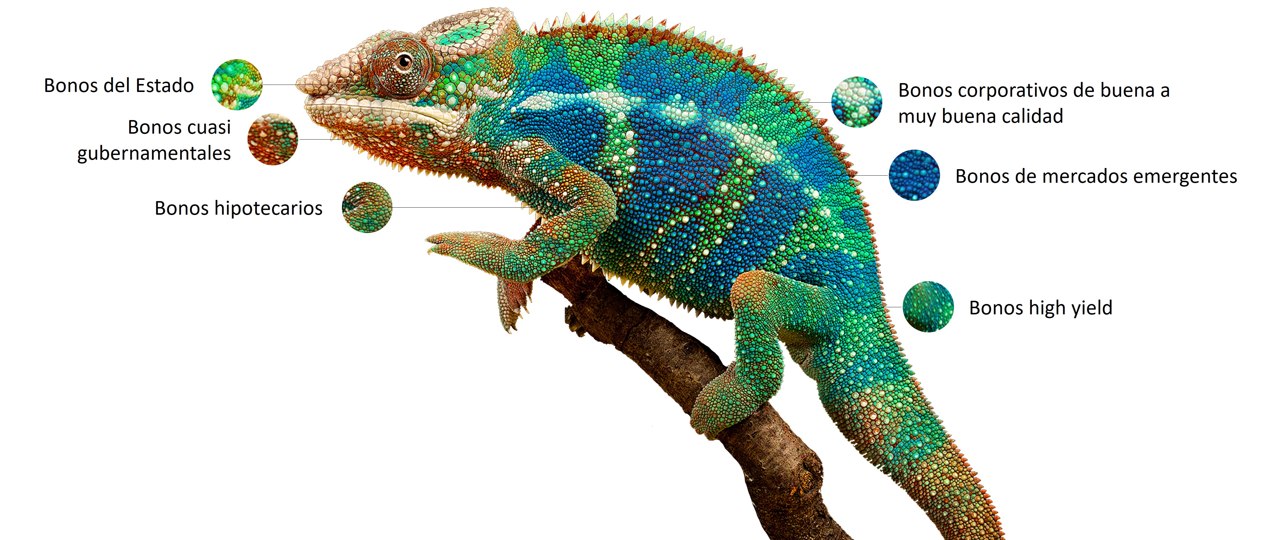 DWS Eurozone Bonds Flexible - Espectro Camaleón, en el que se representan las seis clases de bonos (bonos del Estado, bonos semipúblicos, bonos hipotecarios, bonos corporativos, bonos de mercados emergentes y bonos de alto rendimiento) mediante seis áreas de diferentes colores.